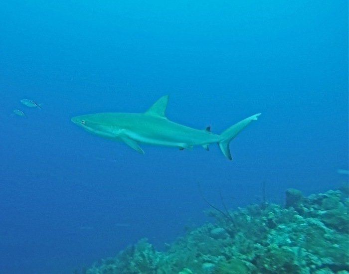 Beaches scuba shark sighting