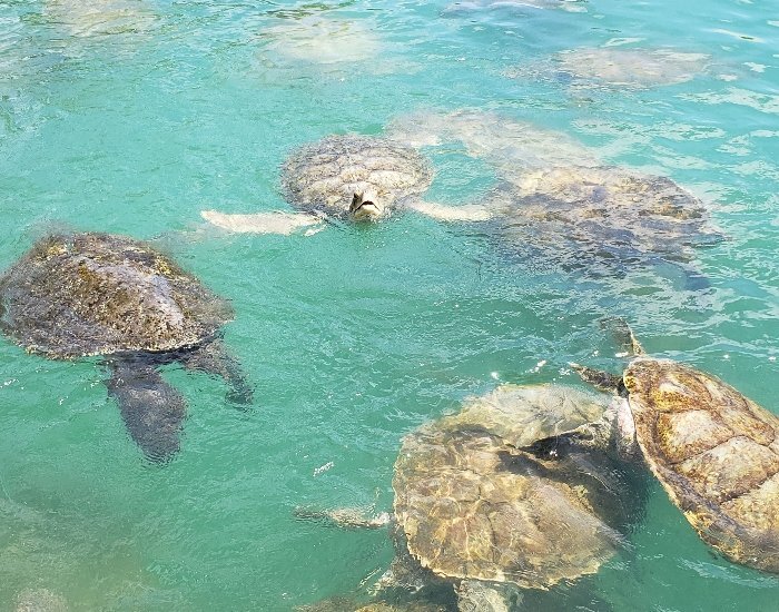 Breeding pond at Grand Cayman turtle farm
