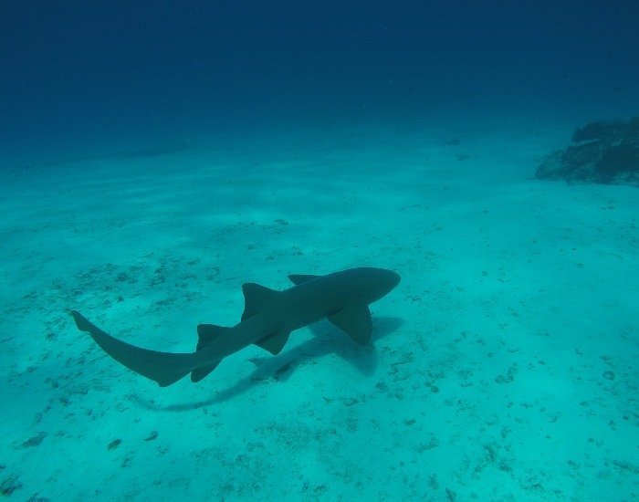 Cozumel reef shark