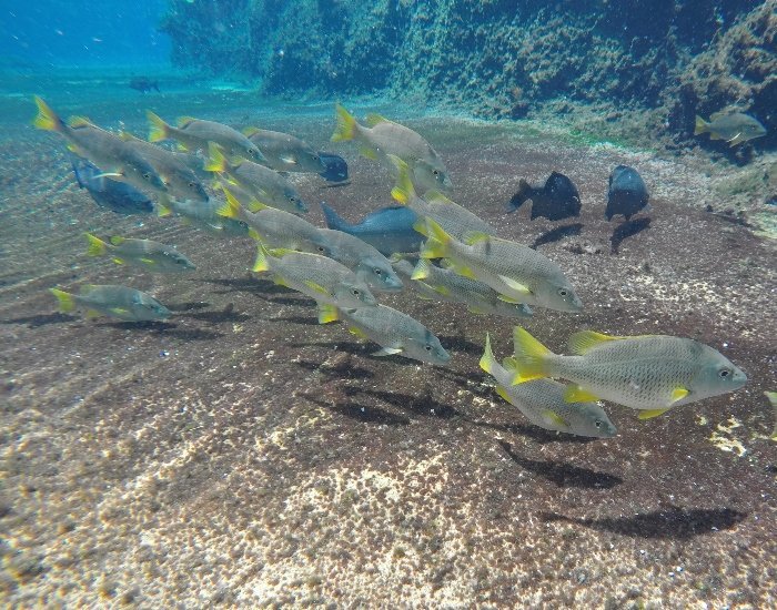 Fish in turtle lagoon
