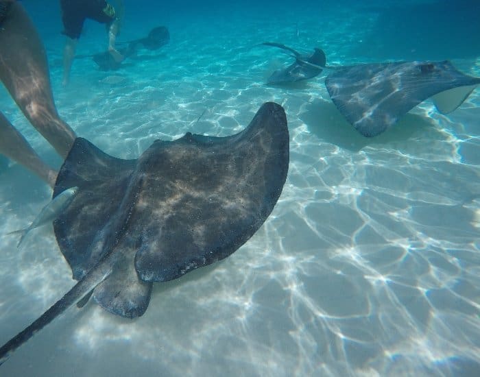 Grand Cayman stingrays