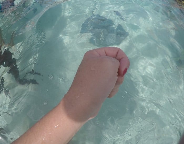 How to feed a stingray fist