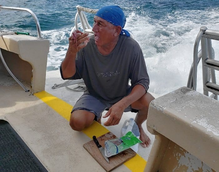 Squid for feeding stingrays