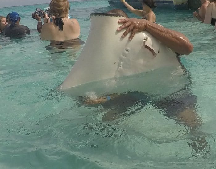 Stingrays spitting water