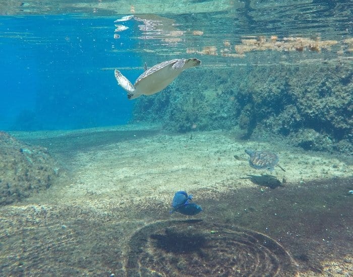 Snorkeling with turtles