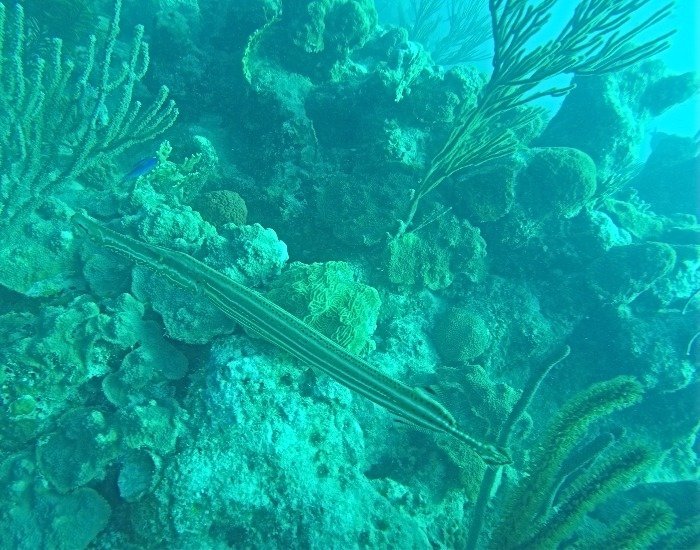 Trumpet fish in Turks and Caicoos