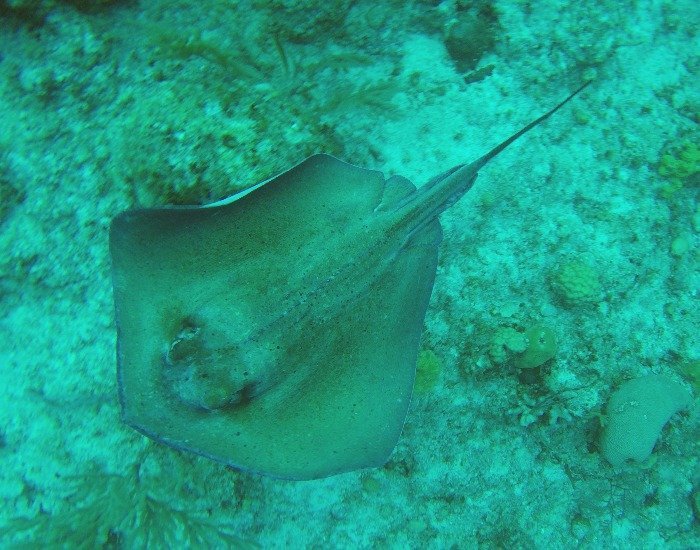 Scuba stingray sighting
