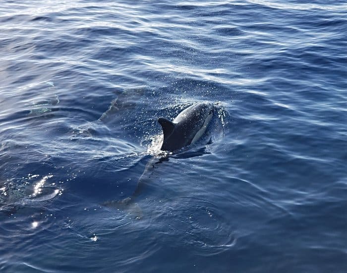 Dolphin surfacing