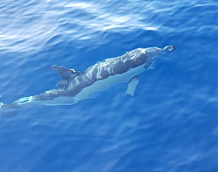 Dolphin swimming underwater