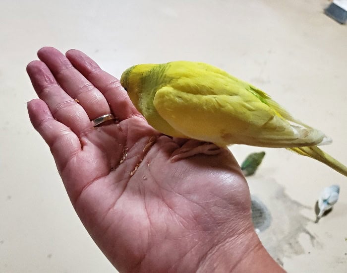 Parakeet eating