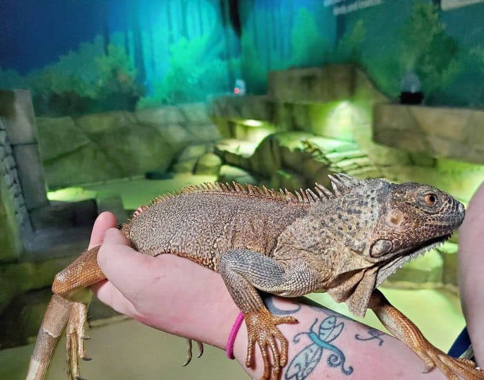 SeaQuest iguana
