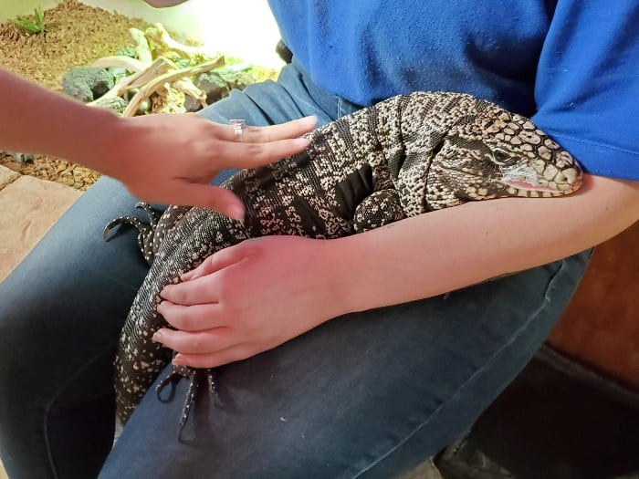 petting a lizard at SeaQuest