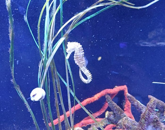 Seahorse at SeaQuest Rosevile