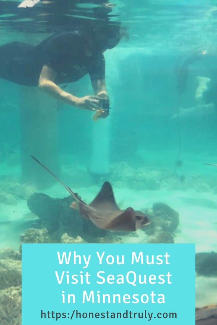 If you - or your child - loves animals, make a trip to SeaQuest Roseville. This more than aquarium lets your interact with animals you don't often see up close. Here's everything you need to know to make the most of your visit and why you SHOULD visit this Minnesota attraction.