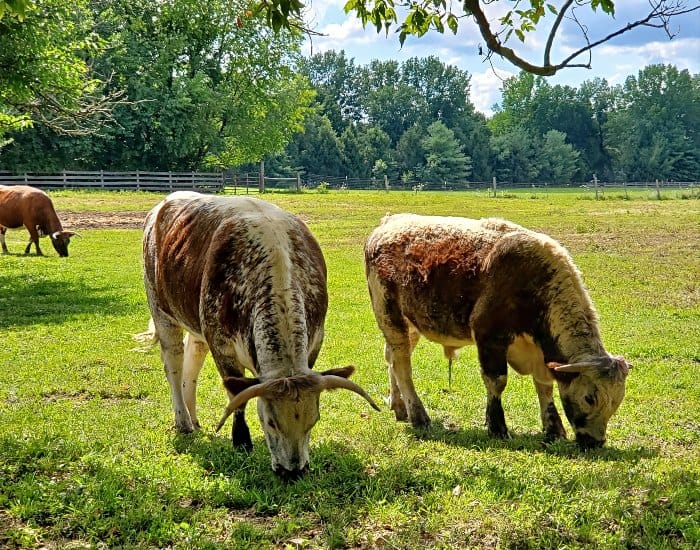 Cows browsing in the pasture