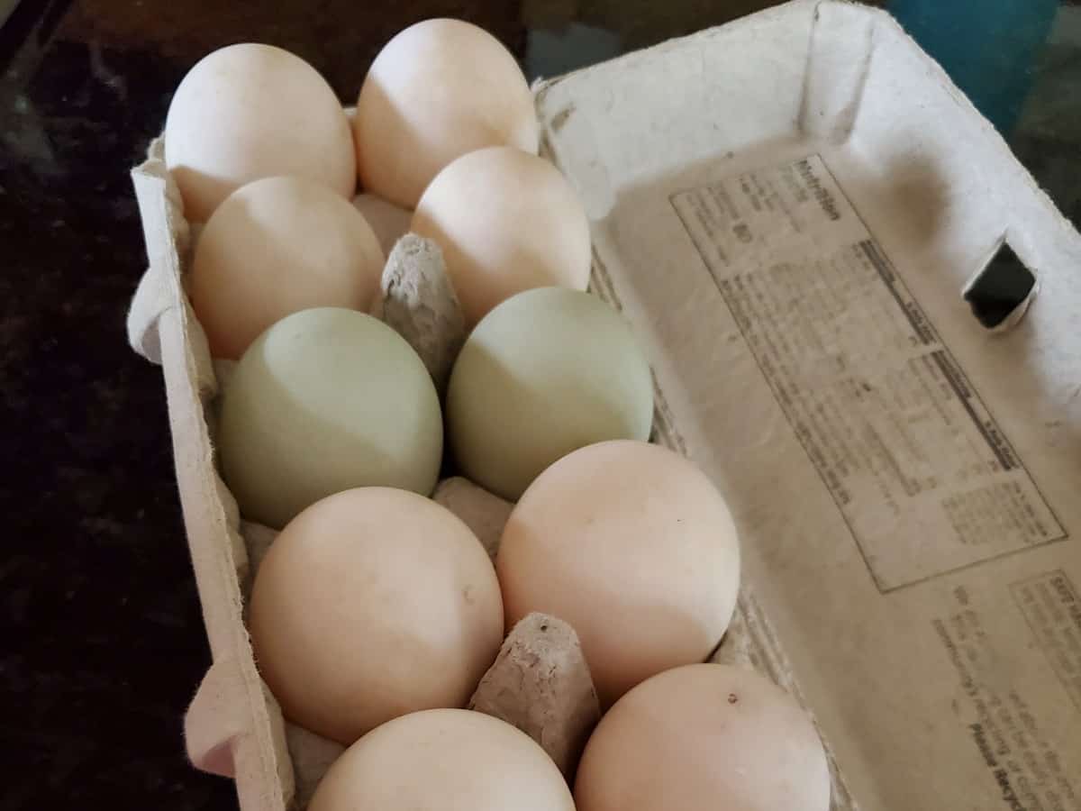Carton of backyard eggs in various colors.