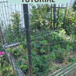 Healthy raised bed garden with text raised bed tutorial.
