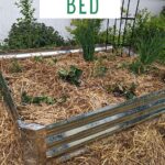 Planted raised bed garden with text raised bed garden how to.
