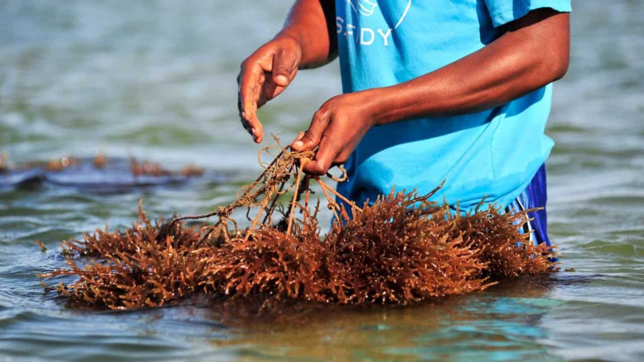 Commercial Seaweed Market Expected to Reach USD 18.66 Billion by 2030, Growing at a CAGR of 6.52%