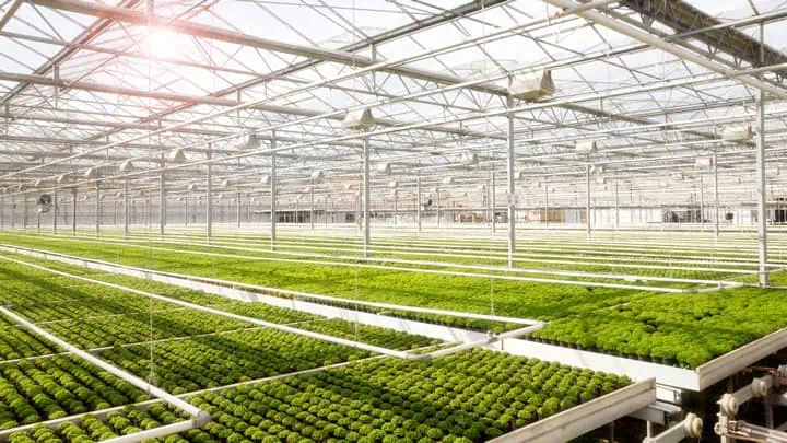 Expanding Horizons in the Commercial Greenhouse Market