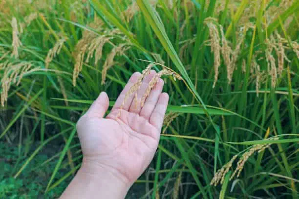 U.S. Hybrid Rice Seed Market Innovations: Trends and Strategic Opportunities