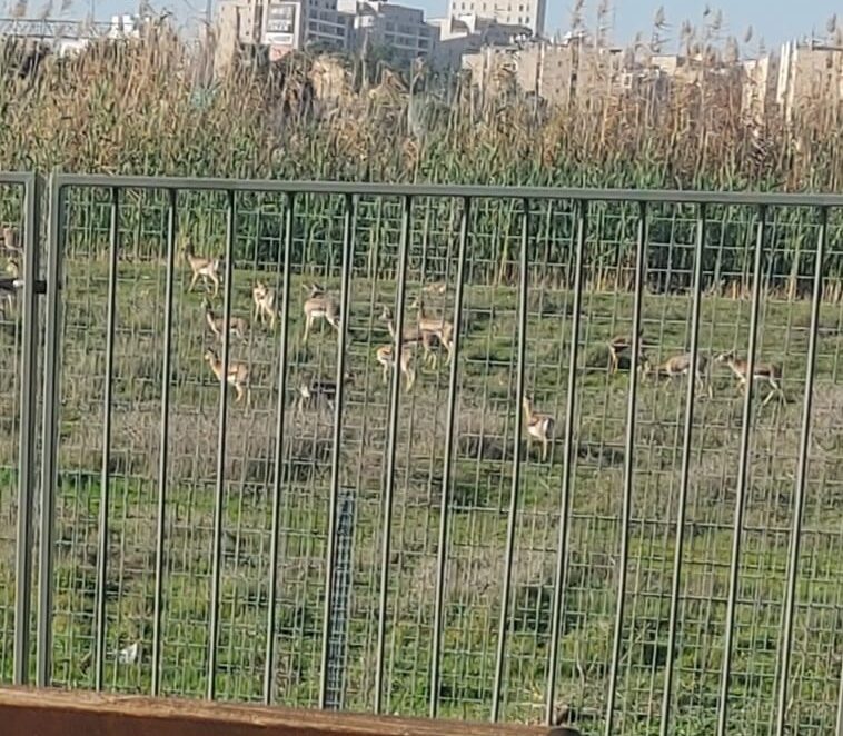 מזג האוויר, עמק הצבאים