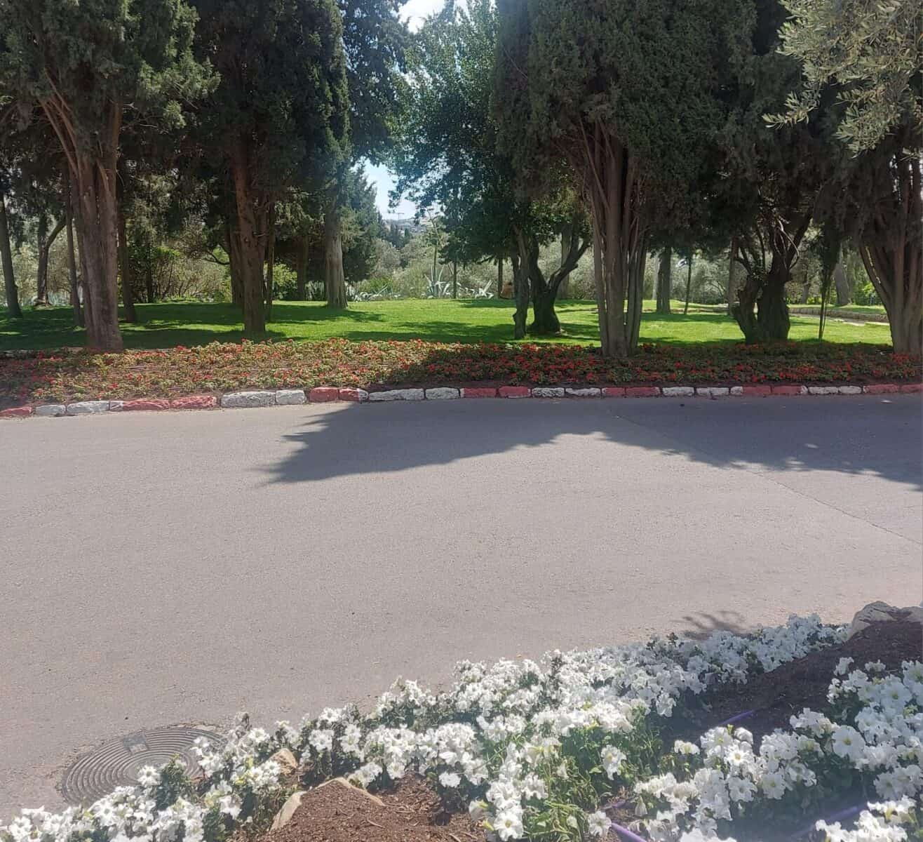 תמונת שטח ירוק בעיר ירושלים, עם עצים ושיחים פורחים בשולי הכביש.