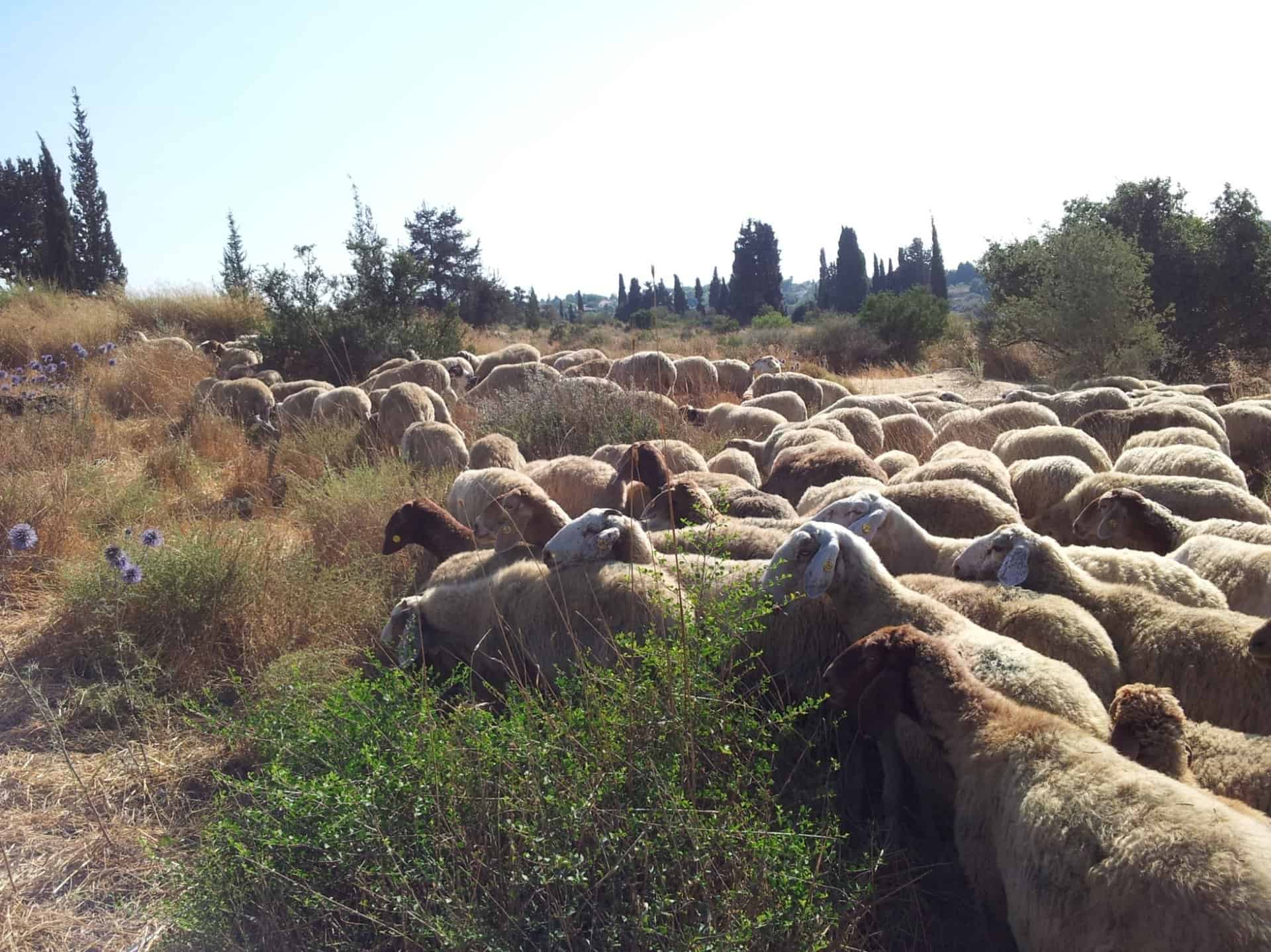 עדר כבשים בשטחים הפתוחים במודיעין, כחלק מפרויקט מניעת שריפות קיץ