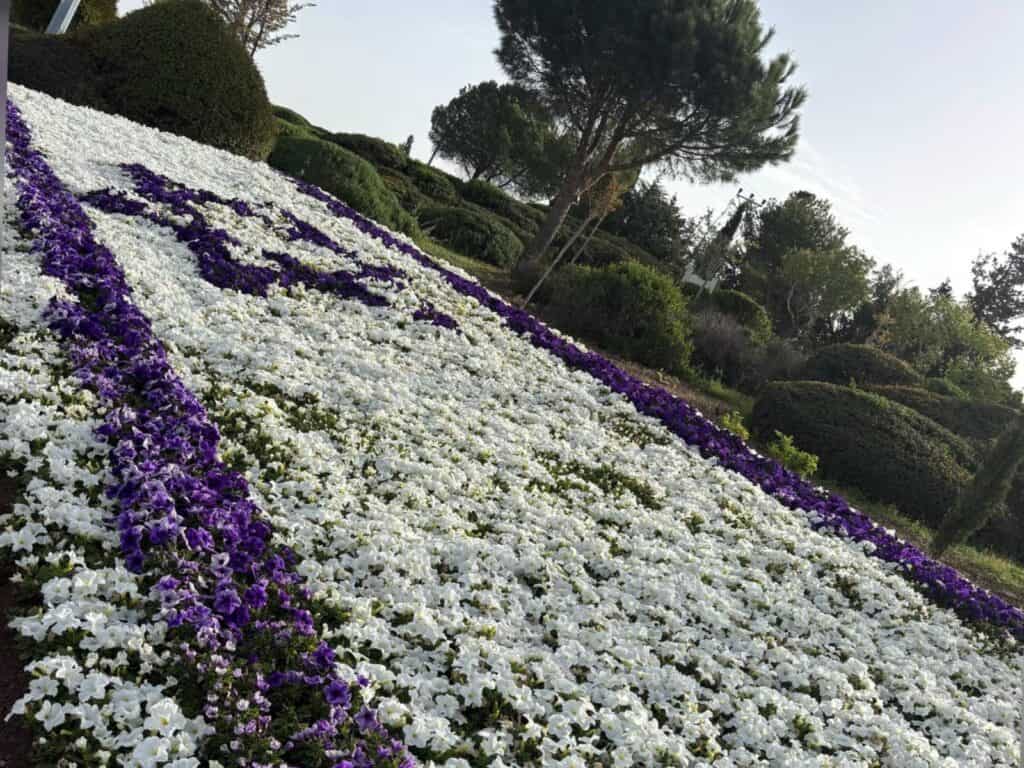 שילוב של פרחים ססגוניים בעיצוב דגל ישראל בירושלים לקראת פסח 2025