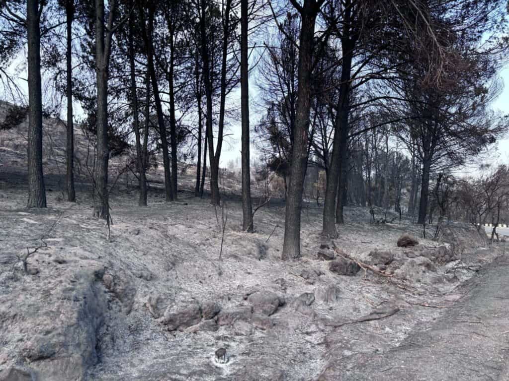 יער שרוף בהרי ירושלים לאחר גל השריפות של תחילת מאי 2025