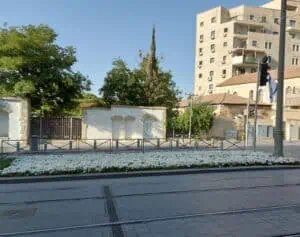 פרחים לבנים בשדרות יפו בירושלים, ברקע מזג אוויר מעונן עם שמיים בהירים