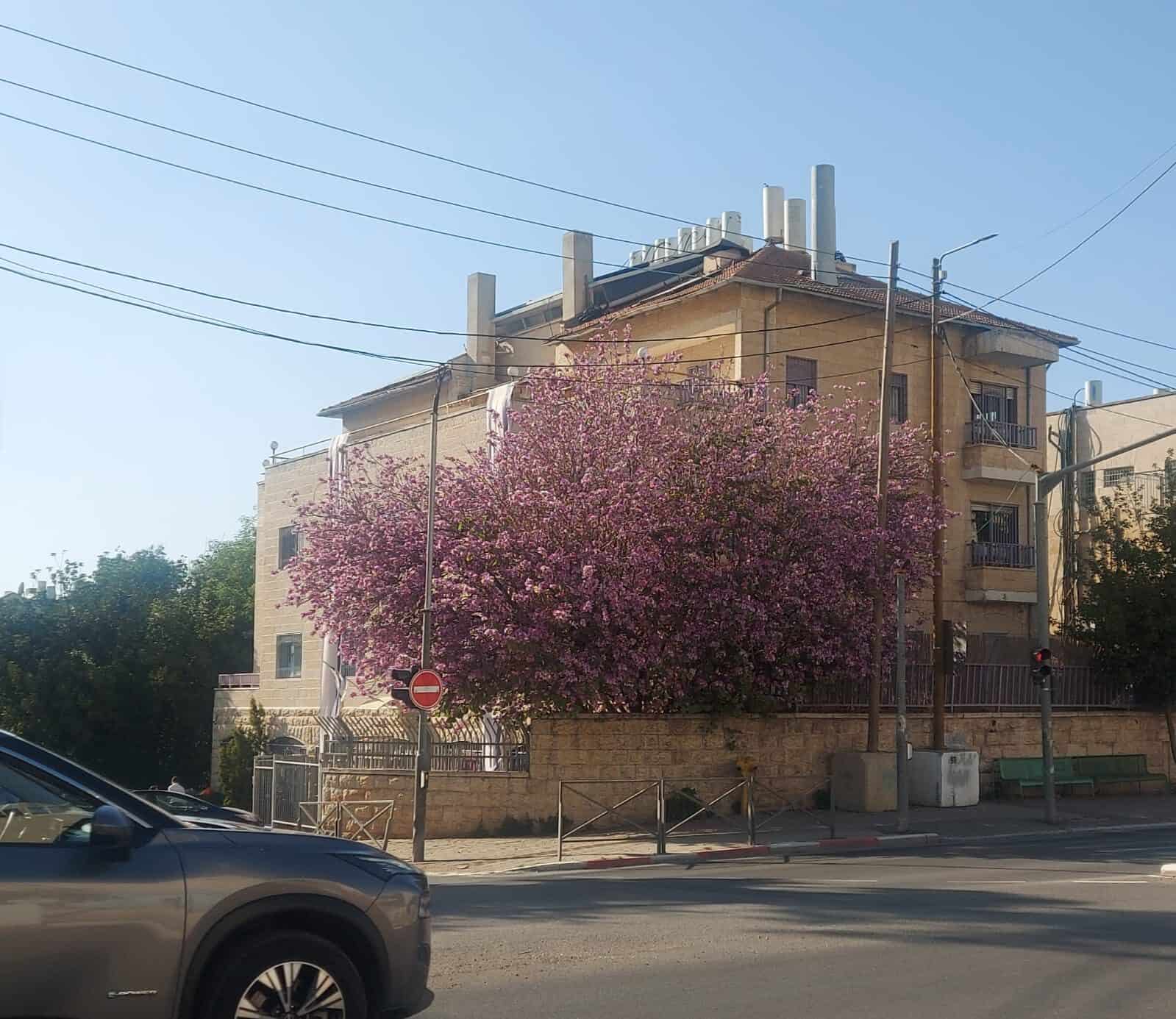 עץ פורח בוורוד עז ברחוב בירושלים, מוסיף כתם צבע ושמחה לנוף האורבני האביבי בעיר.