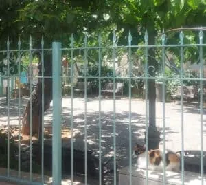 חתול יושב רגוע בגן התות הלבן ליד שוק מחנה יהודה בירושלים, ממחיש את האווירה השלווה והנעימה במקום.