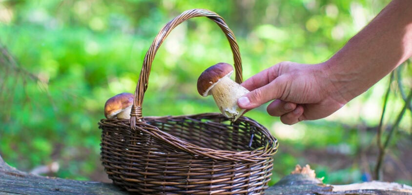 Gombaismereti tanfolyam
