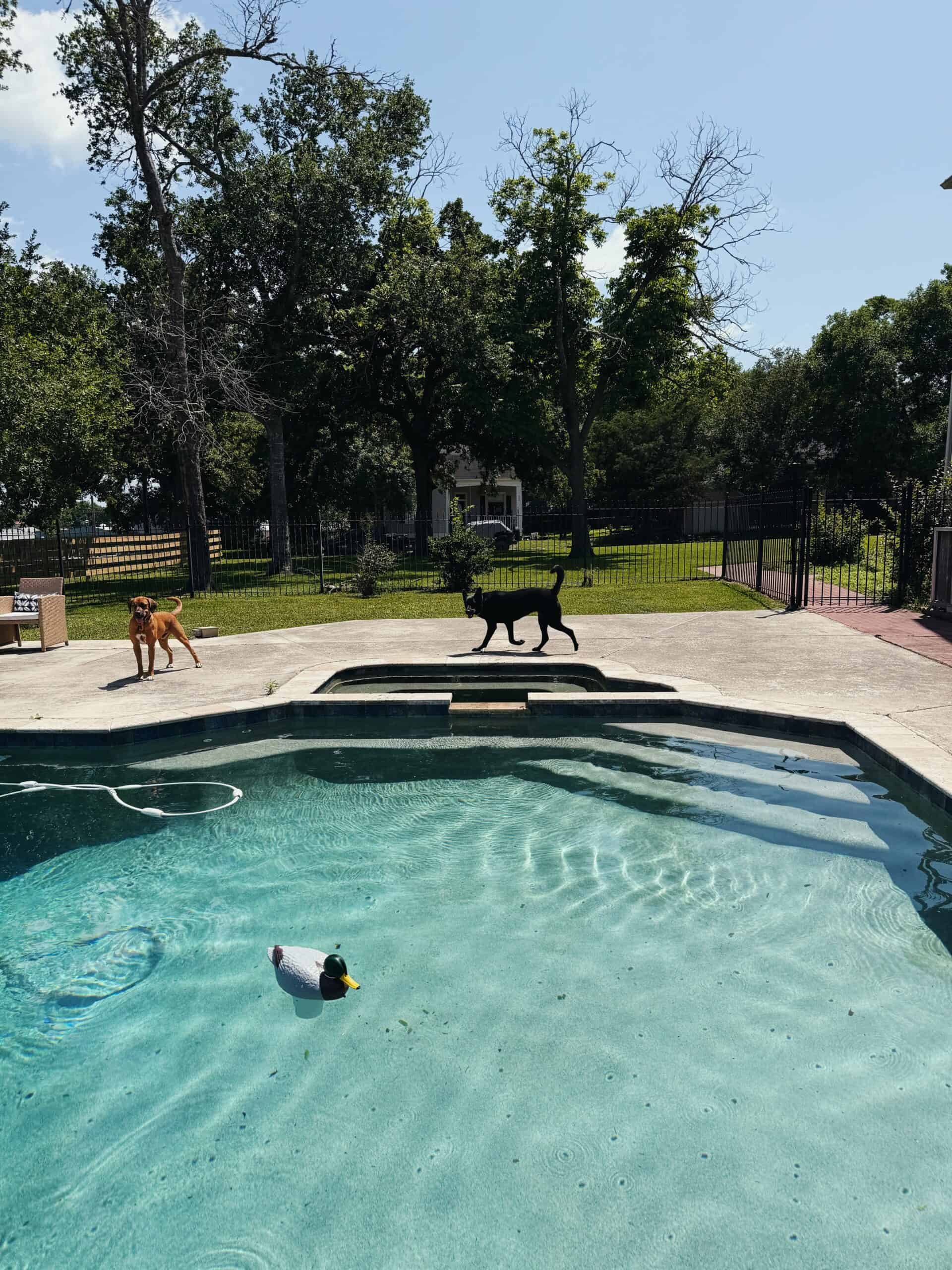 Pool Dad Diaries