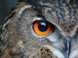 Waldpädagogik Programm Waldvogel