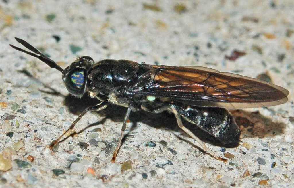 cara budidaya maggot BSF