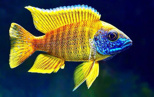 ikan cichlid afrika