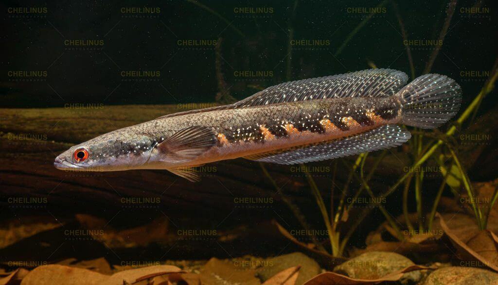 Ikan Channa Auroflammea
