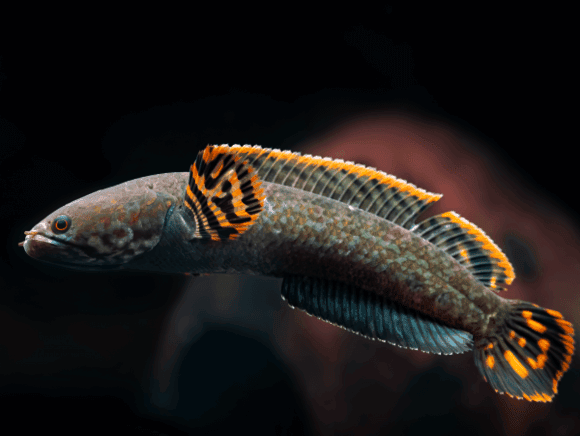 Ikan Channa brunnea