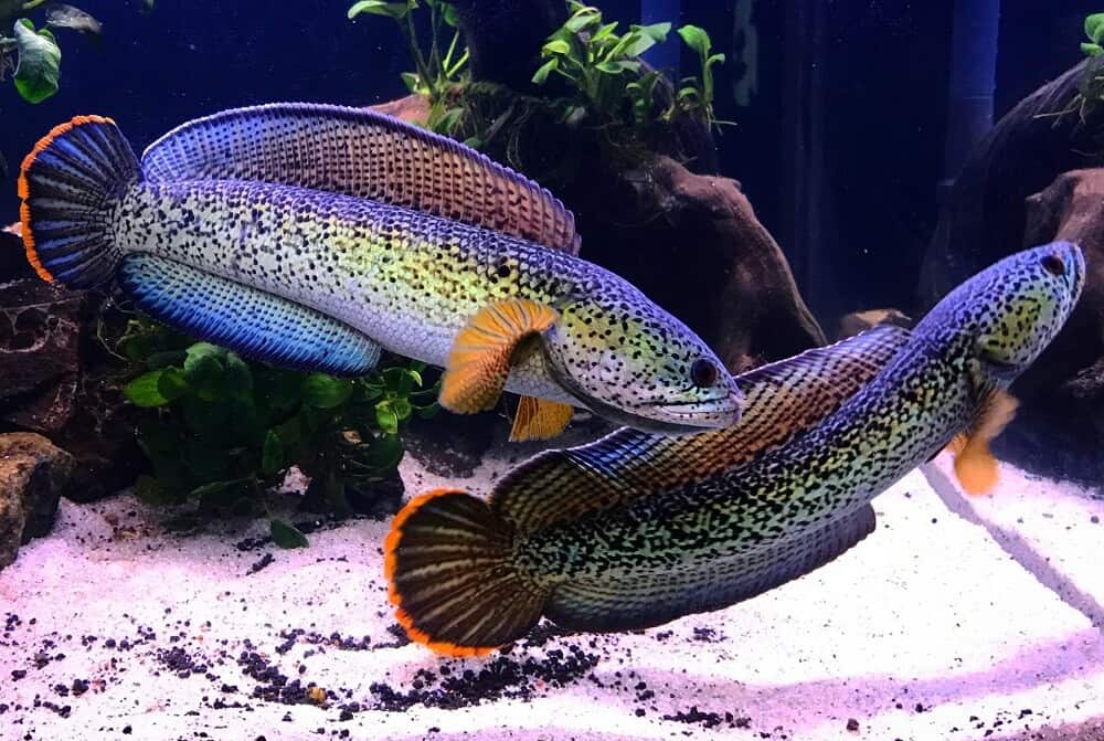 ikan channa barca