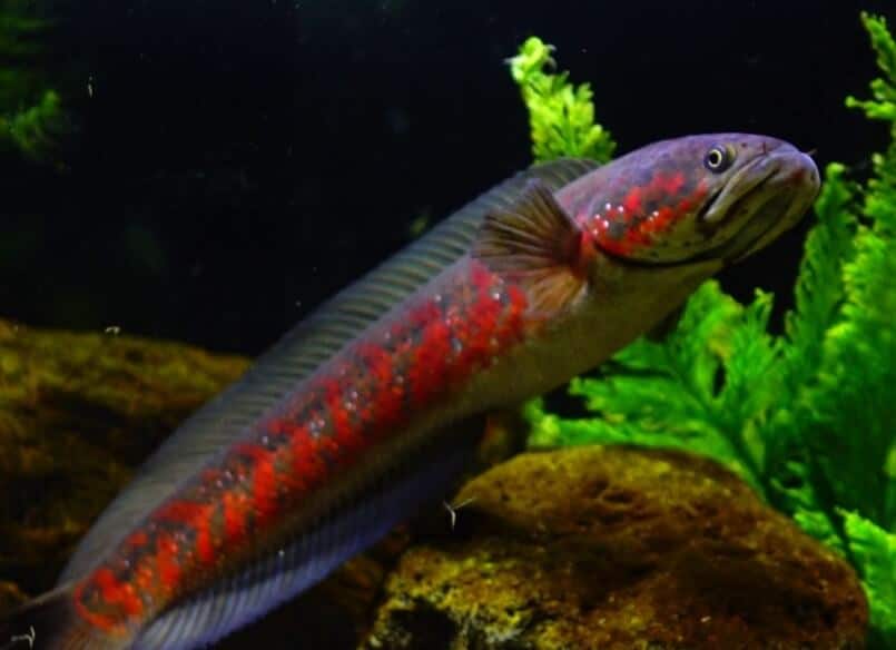 ikan channa jenis Amphibeus