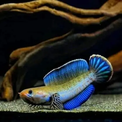 ikan channa jenis andrao