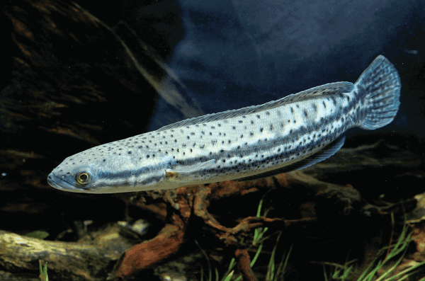 ikan channa malabar