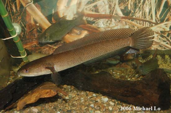 jenis ikan Channa baramensis
