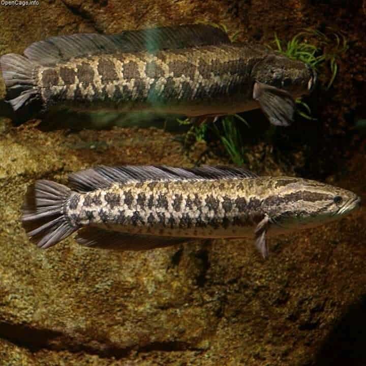 jenis ikan channa argus