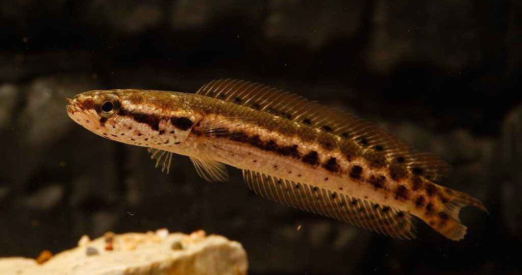 jenis ikan channa bangkanensis