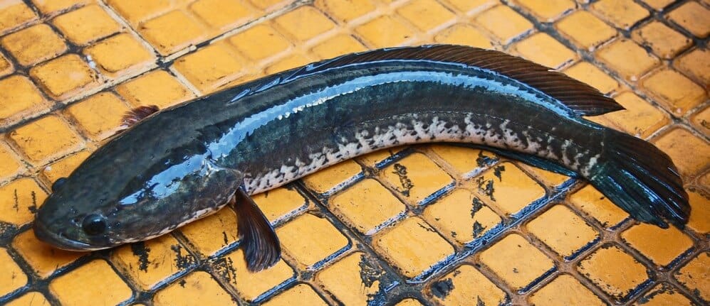 Channa Striata