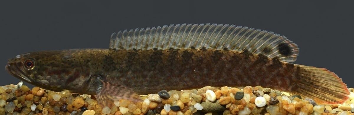Channa rara