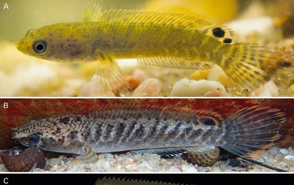 Ikan Channa Kelaartii